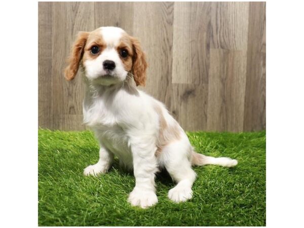 [#20161] Blenheim Female Cavalier King Charles Spaniel Puppies For Sale