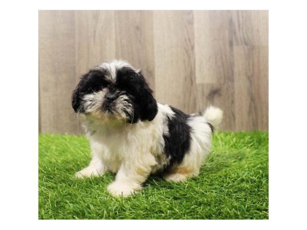 [#20155] Black / White Male Shih Tzu Puppies For Sale