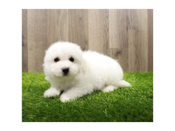 [#20159] White Male Bichon Frise Puppies For Sale