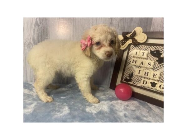 [#20168] Cream Female Cock A Poo 2nd Gen Puppies For Sale
