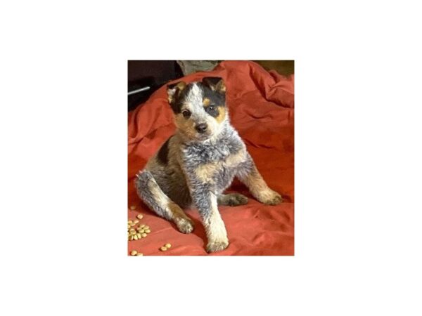 [#20169] Blue Female Australian Cattle Dog Puppies For Sale