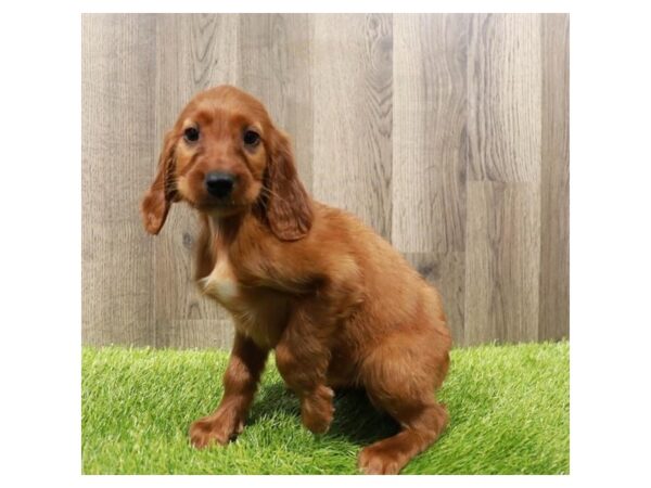 [#20167] Red Female Irish Setter Puppies For Sale
