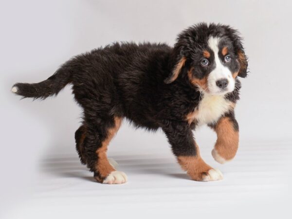 Bernese Mountain Dog Dog Female Black White / Tan 20055 Petland Topeka, Kansas