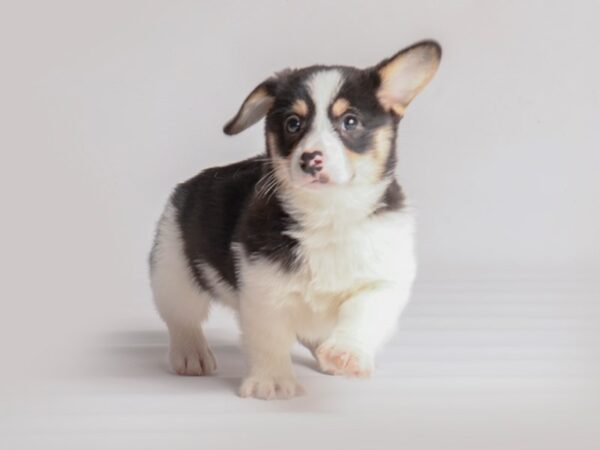 Pembroke Welsh Corgi Dog Female Black White / Tan 20050 Petland Topeka, Kansas