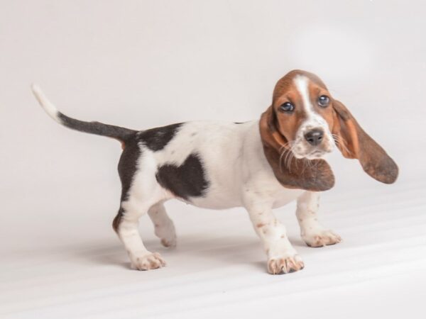 Basset Hound Dog Female Tri-Colored 20058 Petland Topeka, Kansas