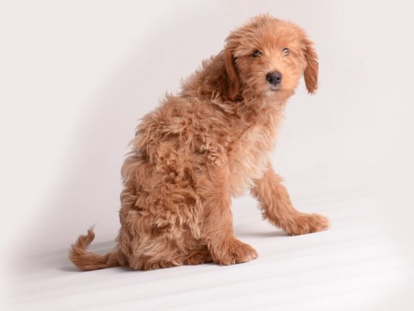 Goldendoodle Mini F1b-Dog-Female-Drk Gldn-20096-Petland Topeka, Kansas