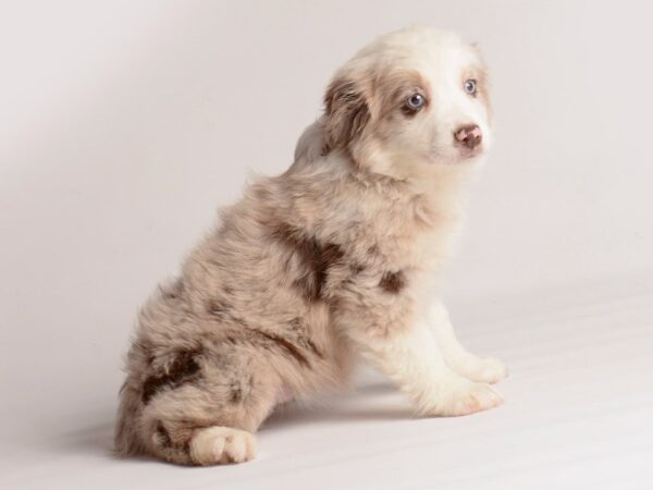 Miniature Australian Shepherd-Dog-Female-Red Merle-20111-Petland Topeka, Kansas