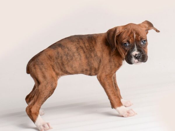 Boxer Dog Female Brindle and White 20123 Petland Topeka, Kansas