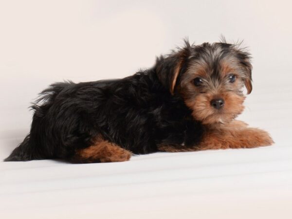 Yorkshire Terrier-Dog-Male-Black / Tan-20121-Petland Topeka, Kansas