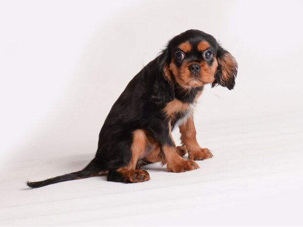 Cavalier King Charles Spaniel Dog Female Black / Tan 20125 Petland Topeka, Kansas