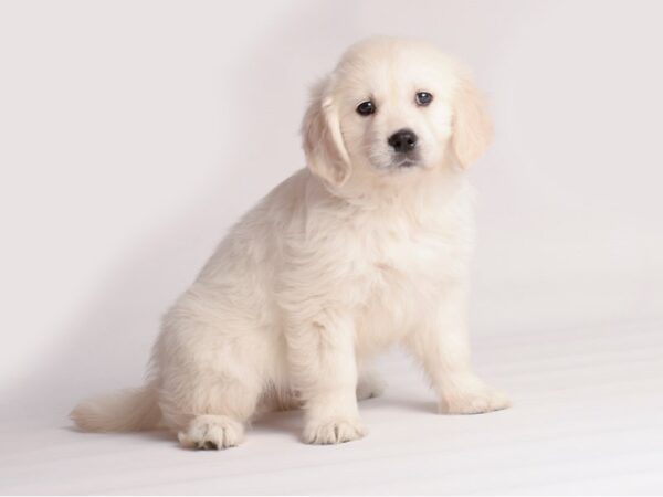 Golden Retriever Dog Male Cream 20127 Petland Topeka, Kansas