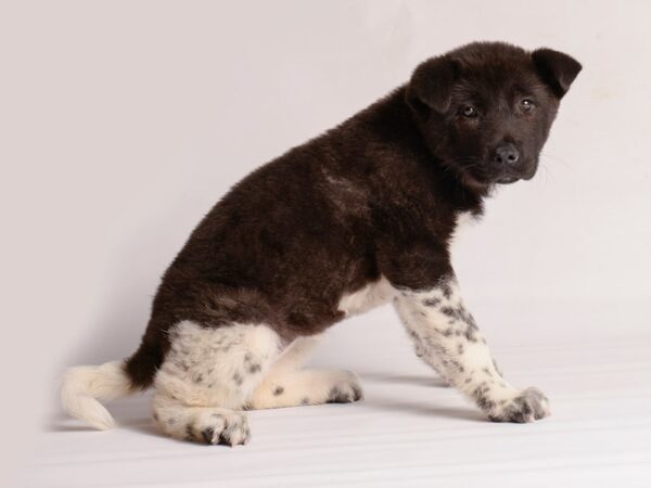 Akita Dog Female Fawn, Black Overlay 20140 Petland Topeka, Kansas