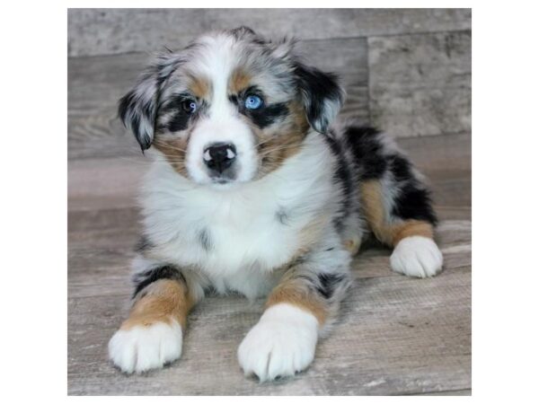 Australian Shepherd Dog Female Blue Merle 20158 Petland Topeka, Kansas