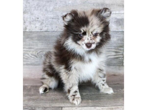 Pomeranian-Dog-Female-Chocolate Merle-20152-Petland Topeka, Kansas