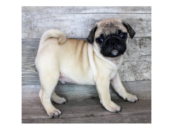 Pug-Dog-Male-Fawn-20153-Petland Topeka, Kansas