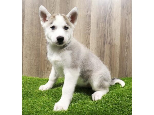 Siberian Husky Dog Female Gray / White 20156 Petland Topeka, Kansas