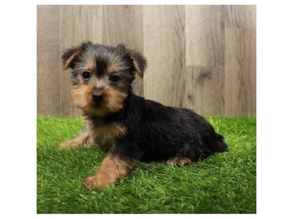 Yorkshire Terrier Dog Female Black / Tan 20157 Petland Topeka, Kansas