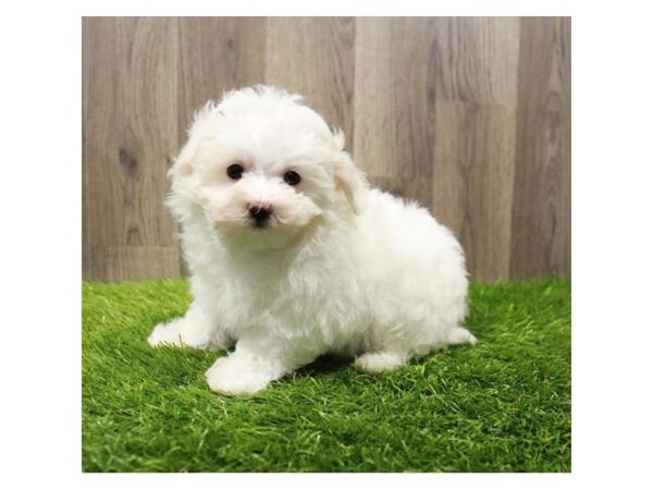 Maltese Dog Female White 20151 Petland Topeka, Kansas