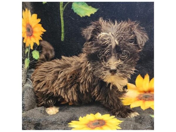 Morkie Dog Male Black / White 20165 Petland Topeka, Kansas