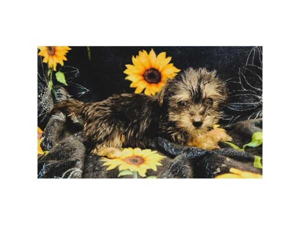 Morkie Dog Female Black / Tan 20166 Petland Topeka, Kansas