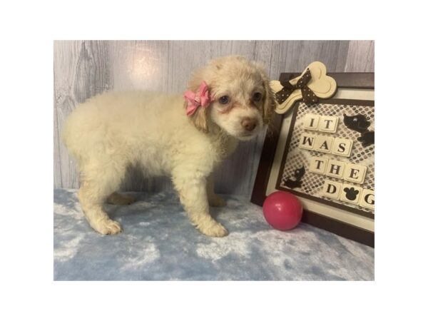 Cock A Poo 2nd Gen Dog Female Cream 20168 Petland Topeka, Kansas