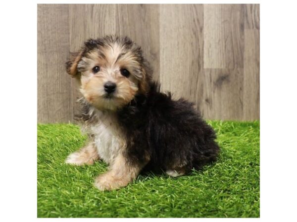 Yorkiepoo Dog Female Black / Tan 20174 Petland Topeka, Kansas