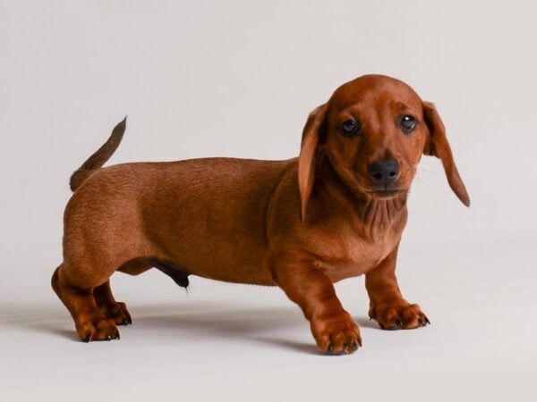 Dachshund Dog Male Dark Red 20181 Petland Topeka, Kansas