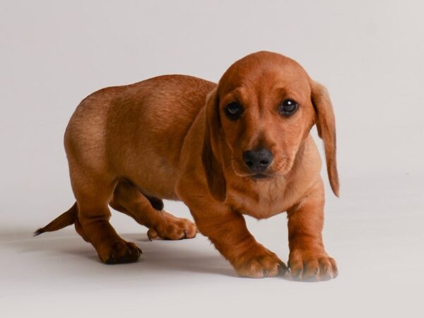 Dachshund Dog Male Red 20182 Petland Topeka, Kansas