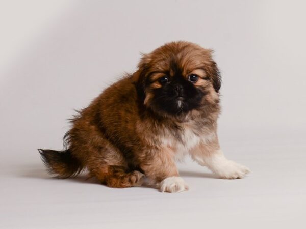 Pekingese Dog Female Red Sable 20180 Petland Topeka, Kansas