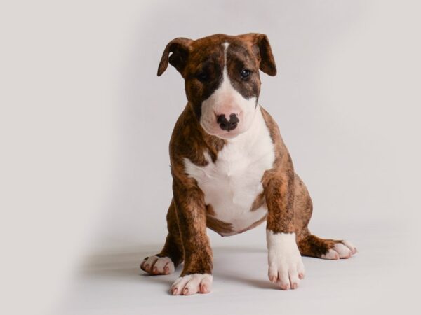 Bull Terrier-Dog-Female-Brindle and White-20179-Petland Topeka, Kansas