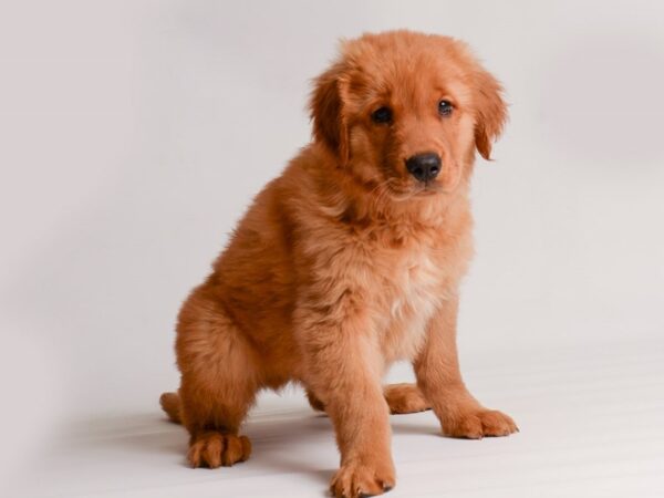 Golden Retriever Dog Male Dark Golden 20177 Petland Topeka, Kansas