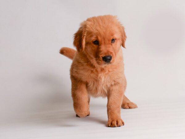 Golden Retriever Dog Female Dark Golden 20176 Petland Topeka, Kansas