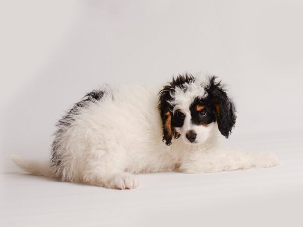 Bernedoodle Mini 2nd Gen-Dog-Male-Black / Tan-20173-Petland Topeka, Kansas