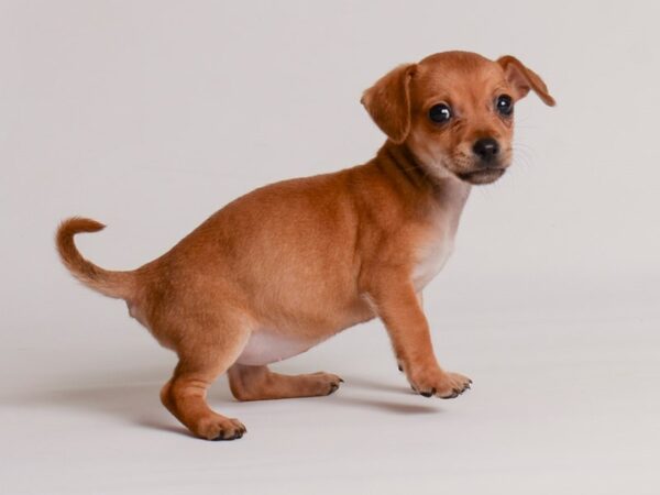 Chihuahua Dog Female Fawn 20171 Petland Topeka, Kansas