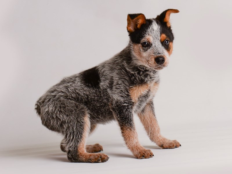 How Do Groomers Bathe A Australian Cattle Dog