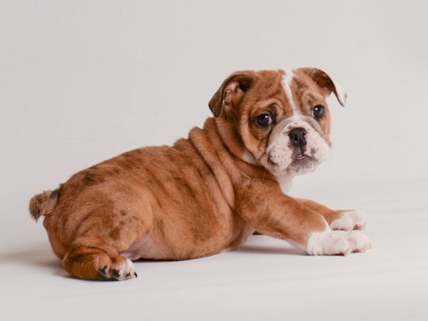 Bulldog Dog Female Red Merle 20160 Petland Topeka, Kansas