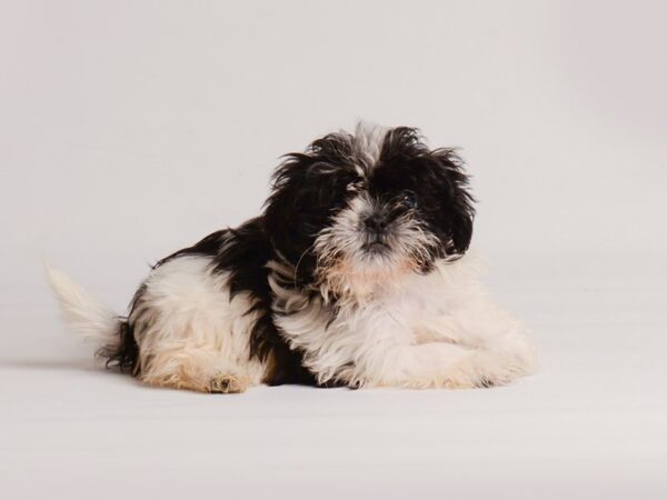 Shih Tzu Dog Male Black / White 20155 Petland Topeka, Kansas