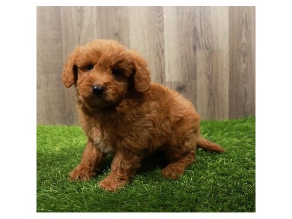 Goldendoodle Mini Dog Male Apricot 20193 Petland Topeka, Kansas