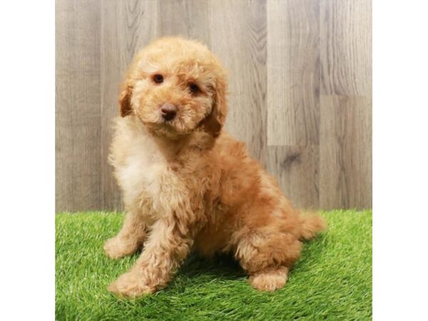 Poodle Dog Female Dark Red 20189 Petland Topeka, Kansas