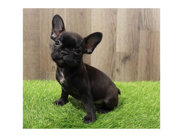 French Bulldog Dog Female Black 20186 Petland Topeka, Kansas