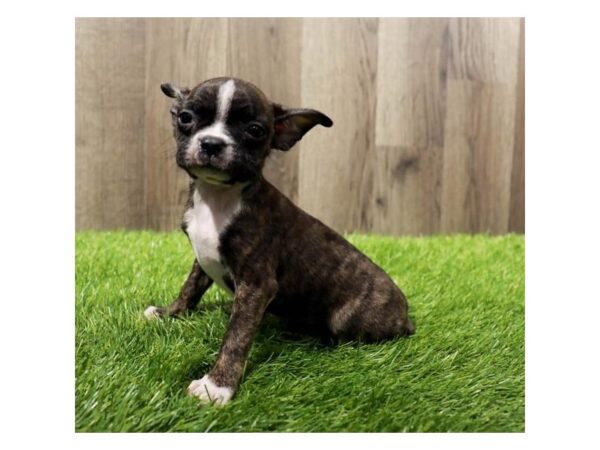 Boston Terrier-Dog-Female-Brindle / White-20184-Petland Topeka, Kansas