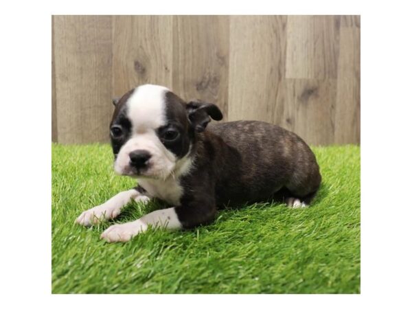 Boston Terrier-Dog-Male-Brindle / White-20185-Petland Topeka, Kansas