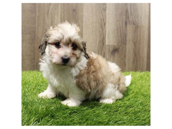 Yorkiepoo-Dog-Female-Golden-20195-Petland Topeka, Kansas