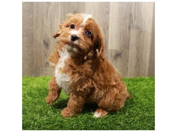 Cock A Poo-Dog-Female-Apricot-20194-Petland Topeka, Kansas