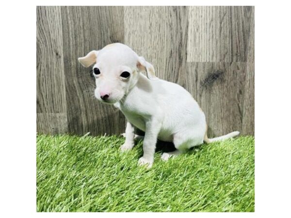 Chihuahua-Dog-Female-Fawn-20197-Petland Topeka, Kansas