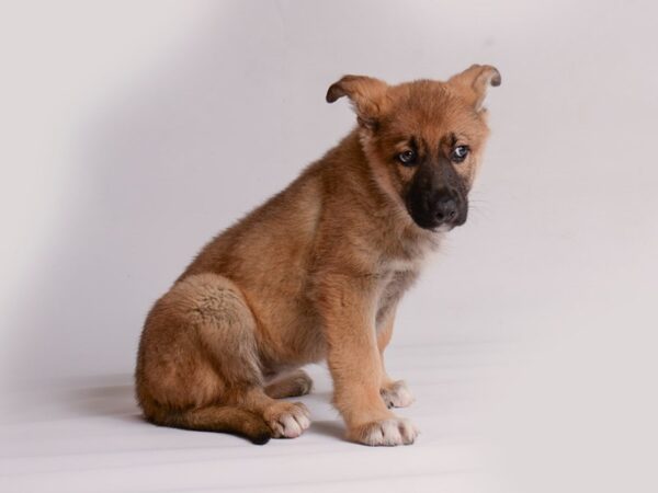 German Shepherd-Dog-Female-Sable-20202-Petland Topeka, Kansas