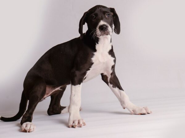 Great Dane-Dog-Female-Black and White-20201-Petland Topeka, Kansas