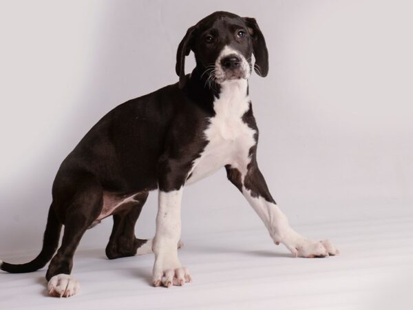 How often do great danes go into best sale heat
