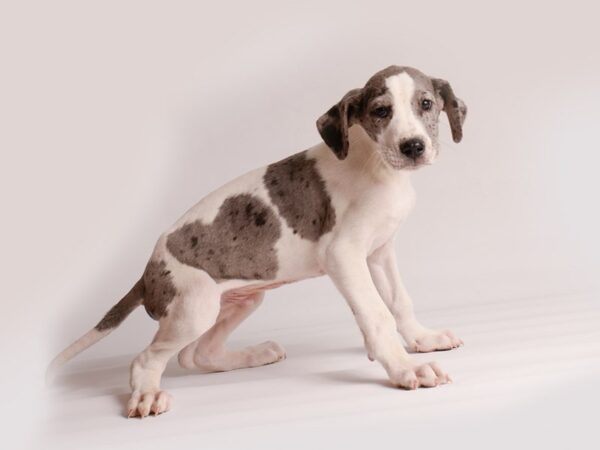 Great Dane-Dog-Male-Blue Merle and White-20200-Petland Topeka, Kansas