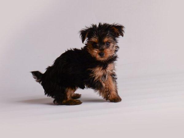 Yorkshire Terrier Dog Female Black / Tan 20192 Petland Topeka, Kansas